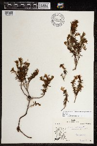 Rhododendron tomentosum image