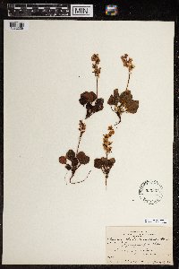 Pyrola grandiflora image