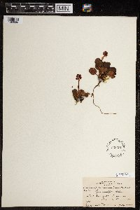 Pyrola grandiflora image