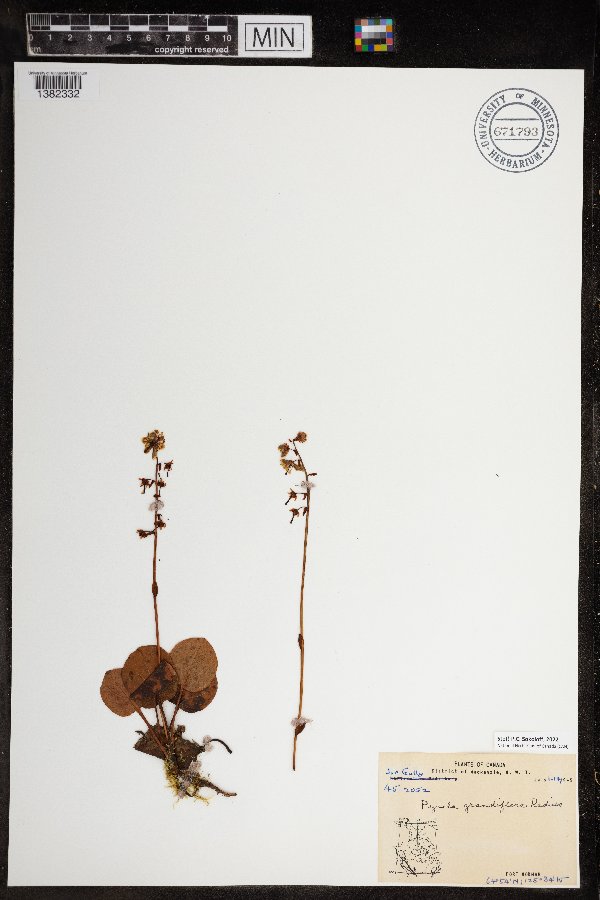 Pyrola grandiflora image