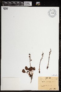 Pyrola grandiflora image