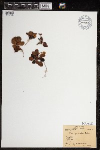 Pyrola grandiflora image