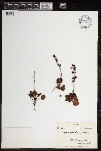 Pyrola grandiflora image