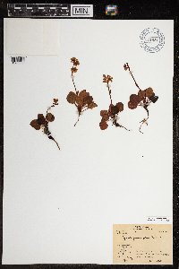 Pyrola grandiflora image