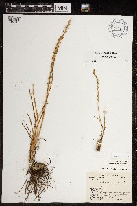 Triglochin maritima image