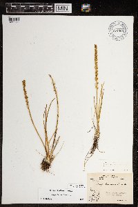 Triglochin maritima image