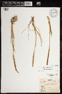 Triglochin maritima image