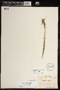 Triglochin maritima image