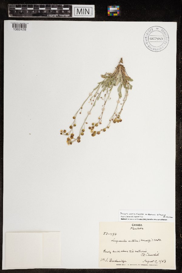 Physaria arctica image