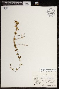 Linnaea borealis subsp. americana image