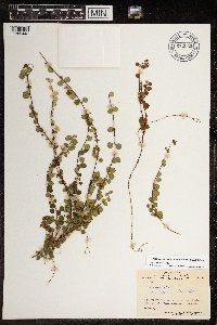 Linnaea borealis subsp. americana image