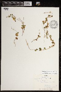 Linnaea borealis subsp. americana image