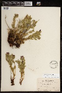 Chamaenerion latifolium image