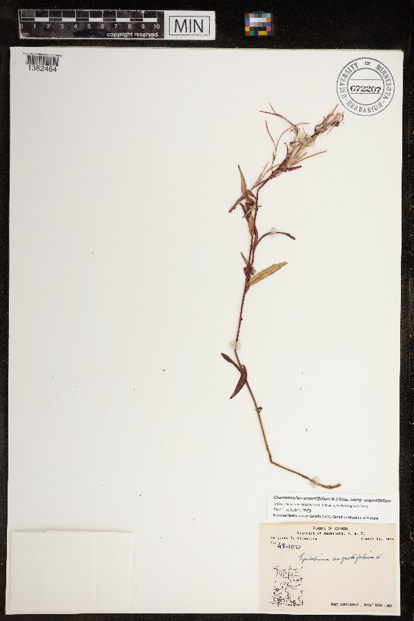 Chamaenerion angustifolium subsp. angustifolium image