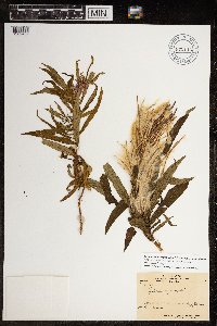 Chamaenerion angustifolium subsp. angustifolium image