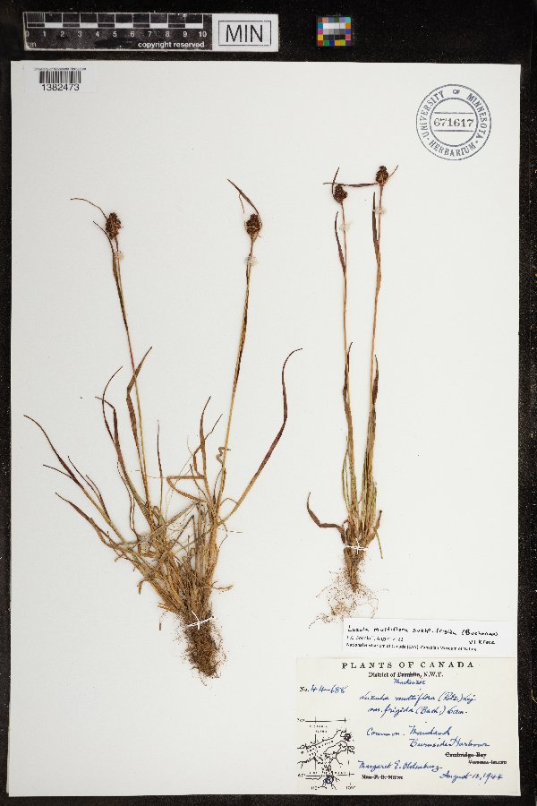 Luzula multiflora subsp. frigida image