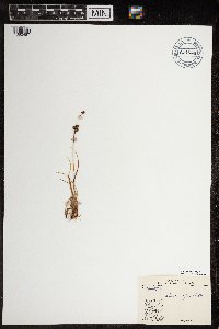 Luzula confusa image