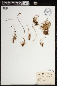 Luzula confusa image