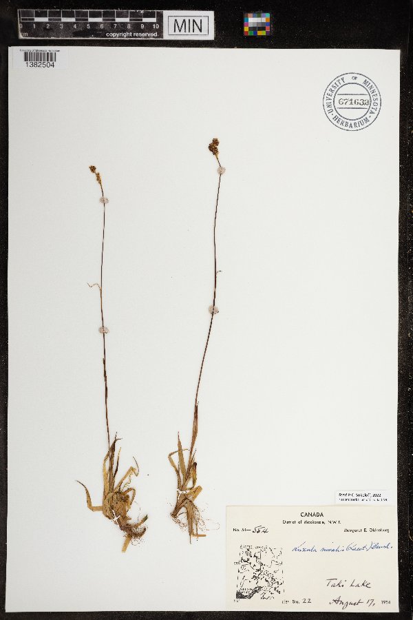 Luzula arctica subsp. arctica image
