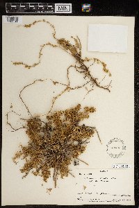 Artemisia frigida image