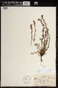 Artemisia borealis image