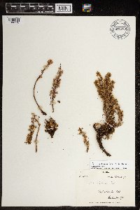 Artemisia borealis image