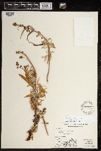 Artemisia tilesii image