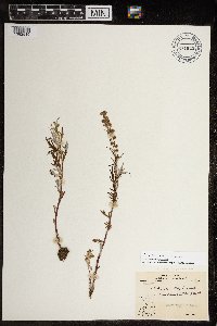 Artemisia tilesii image