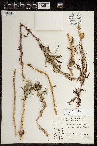 Artemisia tilesii image