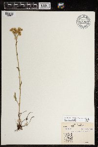 Achillea millefolium image