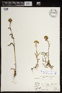 Achillea millefolium image