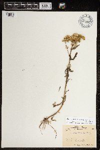 Achillea millefolium image