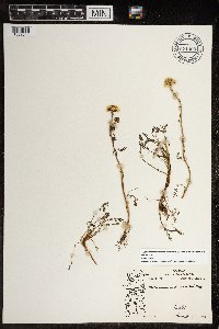 Tripleurospermum maritimum subsp. phaeocephalum image