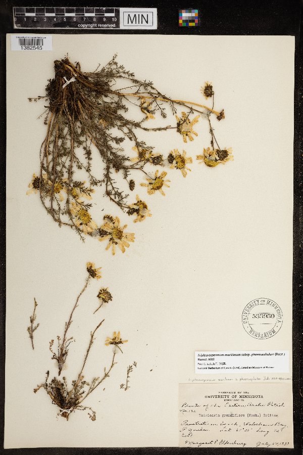 Tripleurospermum maritimum subsp. phaeocephalum image