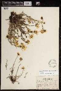 Tripleurospermum maritimum image