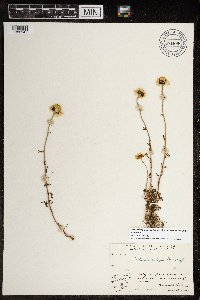 Tripleurospermum maritimum subsp. phaeocephalum image