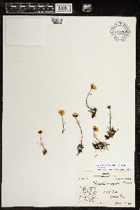 Hulteniella integrifolia image