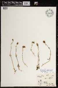 Silene uralensis image