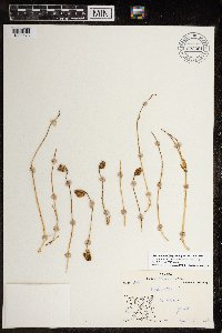 Silene uralensis image