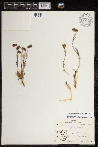 Silene uralensis image