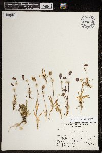 Silene uralensis image