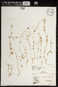 Stellaria longipes image