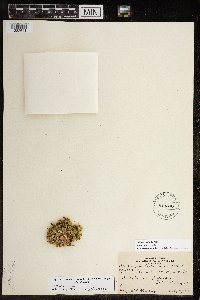 Silene acaulis image