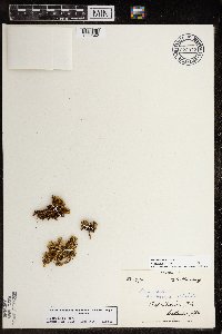 Silene acaulis image