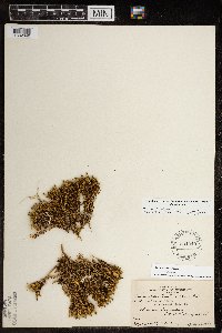 Silene acaulis image