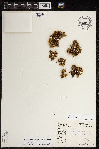 Silene acaulis image