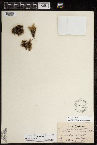 Silene acaulis image