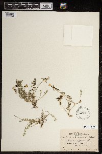 Astragalus alpinus image