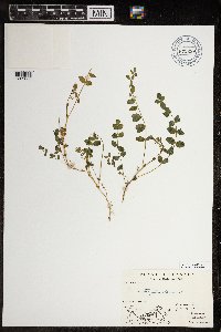 Astragalus alpinus image