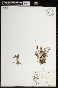 Astragalus alpinus image